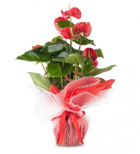 Anthurium Saksı Çiçeği (Büyük Boy)